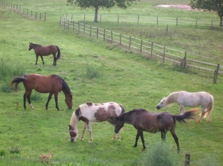 La cavalerie